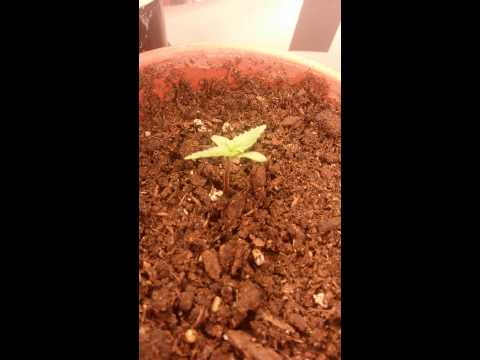 2 week old marijuana plants