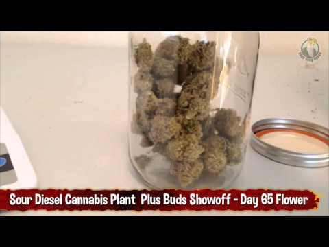 Day 65 Sour Diesel Plant Plus Buds Showoff 37 grams