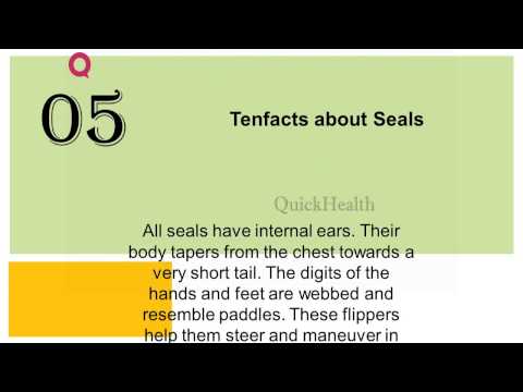 Ten facts about Seals - All about