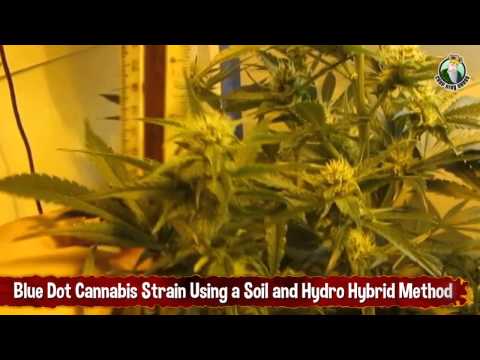 Marijuana Strain Grown Using a Soil and Hydro Hybrid Method