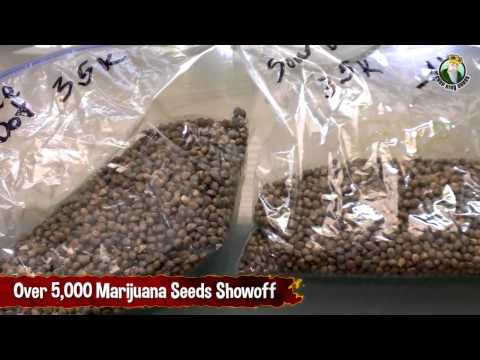 Over 5000 Cannabis Seeds Showoff - Cannabis Breeding