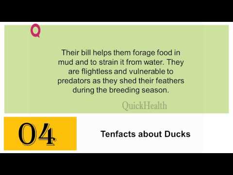 Ten facts about Ducks - All about - utubetip