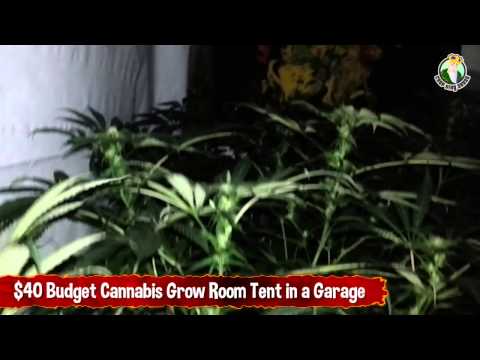 40 Dollar Budget Cannabis Grow Room Tent in a Garage