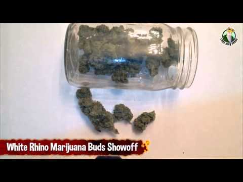 White Rhino Cannabis Bud Jar Showoff