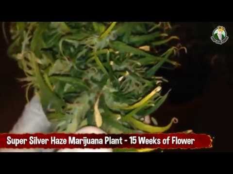 Super Silver Haze at 15 Weeks Flower - Mega Huge Single Cannabis Plant