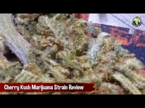 Cherry Kush Review and Showoff - Happy and Euphoric Medical Marijuana Strain