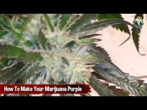 Cheating Your Way to Purple Cannabis and Leaves - How to Make Your Marijuana Purple