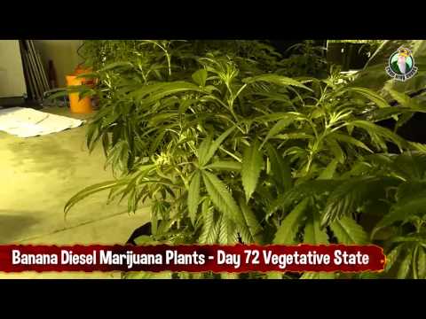 Banana Diesel Medical Marijuana Strain - Day 72 Vegetative State