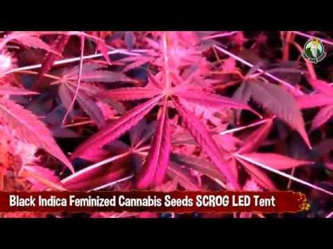 Black Indica Feminized Cannabis Seeds SCROG LED Tent