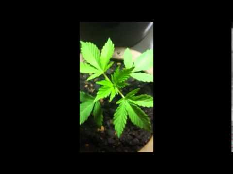 Cannabis Grow outdoor / indoor