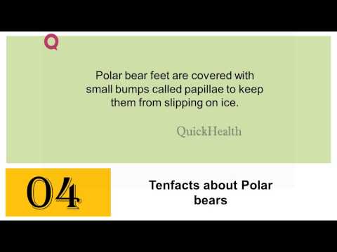Ten facts about Polar bears - All about law