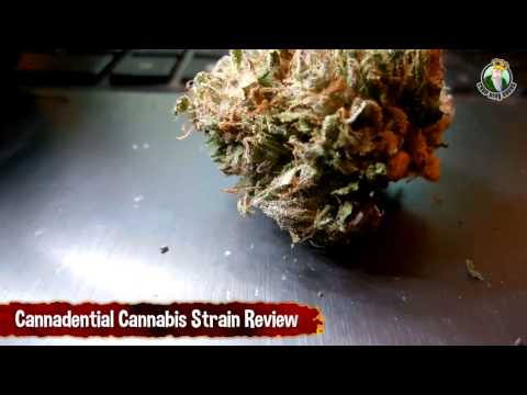 Cannadential Cannabis Strain Review - Growing Weed