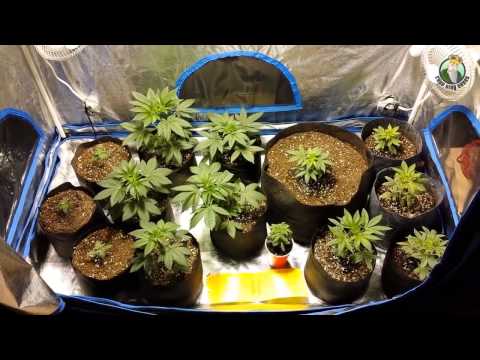 Cannabis Vegetative Tent, 1-3 Weeks in from Seeds