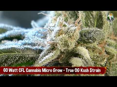60 Watt CFL Cannabis Micro Grow - True OG Kush Marijuana Strain