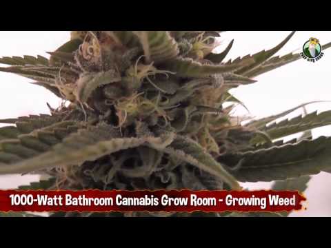 1000 Watt Bathroom Cannabis Grow Room & 3 Marijuana Plants in Flowering Stage