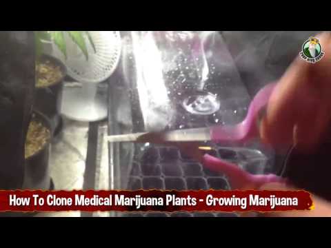 How to Clone Medical Marijuana Plants - Growing Marijuana