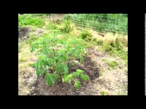 5/21/14 OMMP Outdoor grow Day 10 in the Ground...