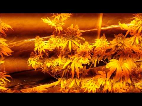 Russian Rocket Fuel Auto Crossed with Jack The Ripper Cannabis