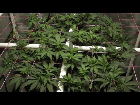 My 1st SCROG Project - Day 5 Under The Screen - Jumping Squares
