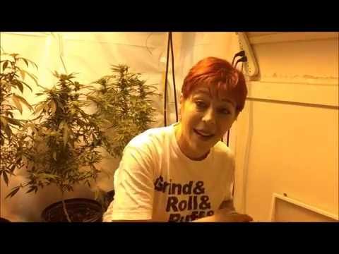Growing Indoor Cannabis ~  Grow Lights