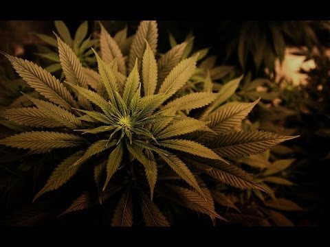 Cannabis Oil - Cure All Medecine