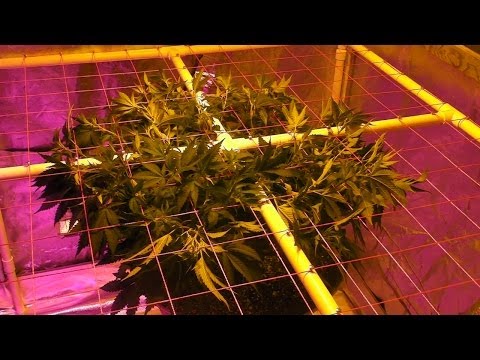 My 2nd SCROG Project - Day 1 Under the Screen - Flipping to 12/12