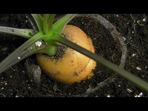 On The Cannabis Chopping Block #9 - Short & Sweet Carrot ??? WTF!