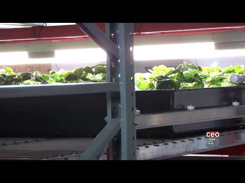 Affinor Growers - B-TV Interview with Nick Brusatore 2014