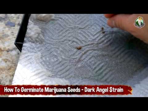 How to Germinate Medical Marijuana Seeds - Dark Angel Strain