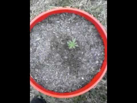 Outdoor weed grow!! Mixed strain garden veg. stag