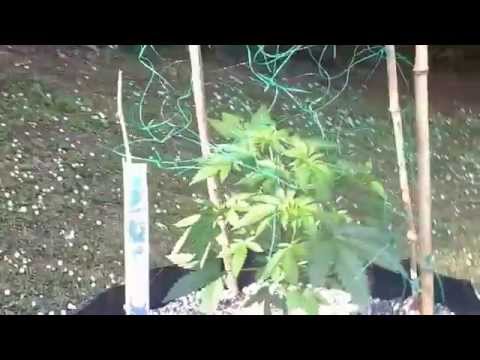 OMMP outdoor grow May  28 2014