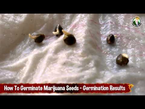How To Germinate Marijuana Seeds - Germination Results