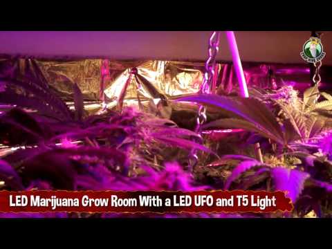 LED Marijuana Grow Room with a LED UFO and T5 Light