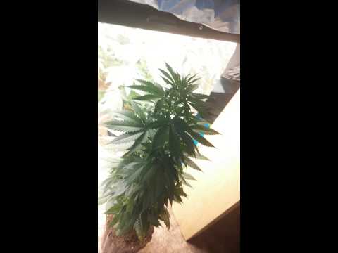 Growing Weed In My Closet - SUBSCRIBE 4 Update Vid