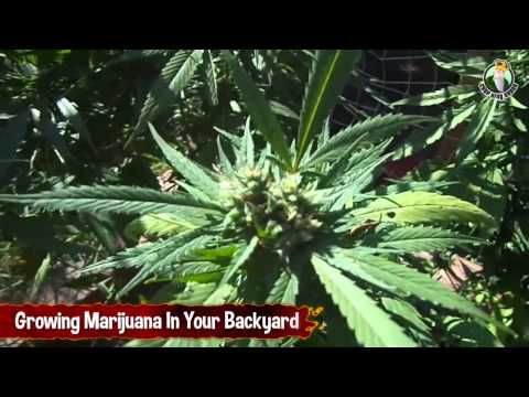 Growing Marijuana In Your Backyard - Outdoor Marijuana Grow