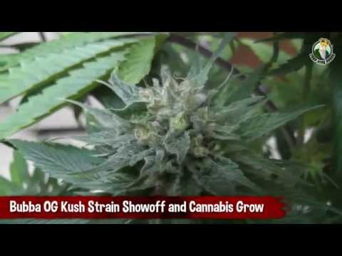 Bubba OG Kush Strain Showoff and Cannabis Grow