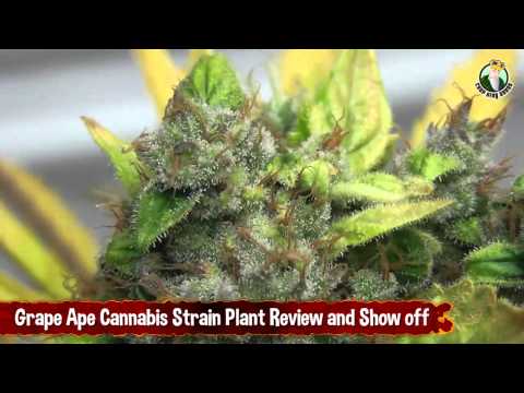 Grape Ape Cannabis Strain Plant Review and Show off