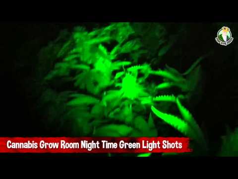 Cannabis Grow Room Night Time Green Light Shots