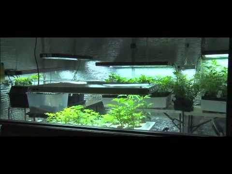 Marijuana Farm