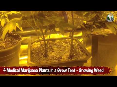 4 Medical Marijuana Plants in a Grow Tent   Growing Weed