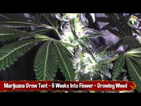 Marijuana Grow Tent - 6 Weeks Into Flower - Growing Weed