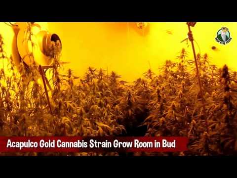 Acapulco Gold Cannabis Strain Grow Room in Bud