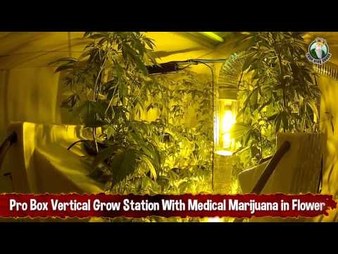 Pro Box Vertical Grow Station With Medical Marijuana in Flower