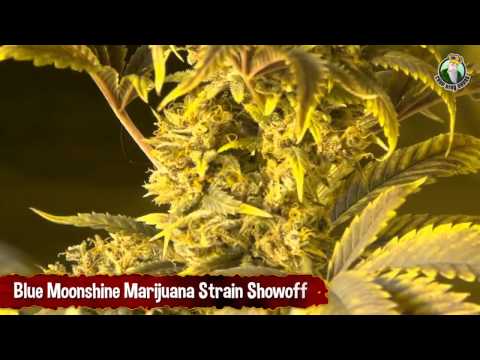 Blue Moonshine Marijuana Strain Showoff