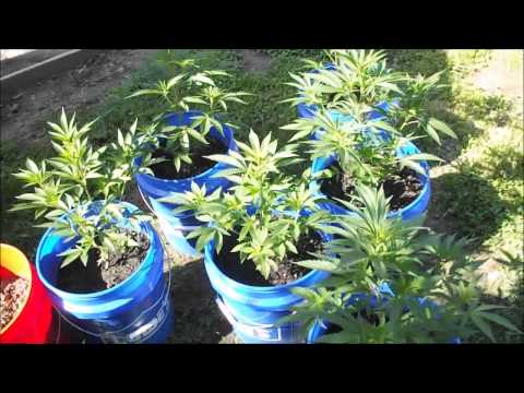 Outdoor Medical Cannabis Grow 2014 (week 5 veg)