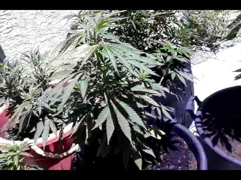 2014 Outdoor mmj supersoil water only organics