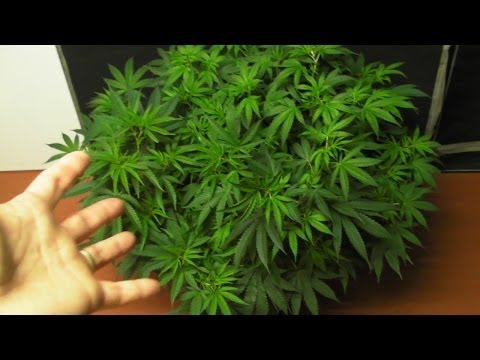 Mr.Tight's HOME GROWN REPORT - Episode 2
