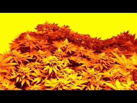 UK cheese X Northern lights grow flower day37