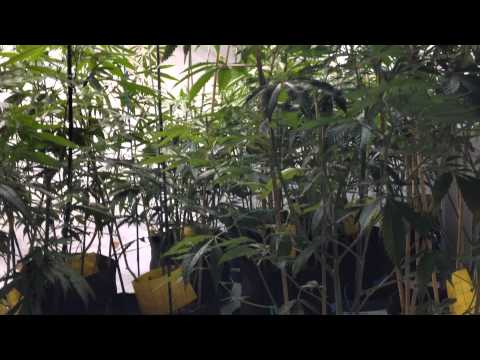 Growing organic cannabis week 2
