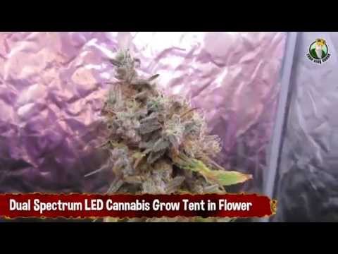 Dual Spectrum LED Cannabis Grow Tent in Flower